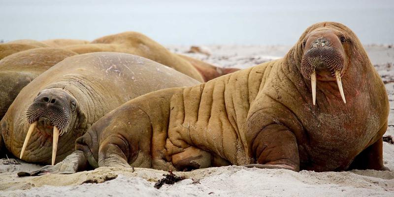精密齿轮传动系统：自动化设备高效运行的核心枢纽——河北蓝盛机械的工业配套解决方案